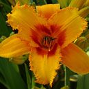 After the Bite Daylily