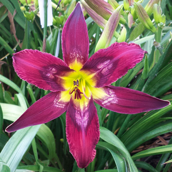 Heavenly Gardens