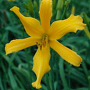 Ancient Elf Daylily