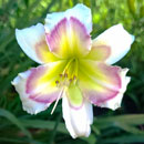Heavenly Angel Kisses Daylily