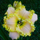 Army-of-One Daylily