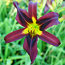 Artificial Evolution Daylily