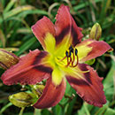 Burnin Down The Town Daylily