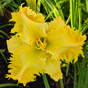  Celestial Dragon Daylily