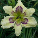 Chaotic Design Daylily
