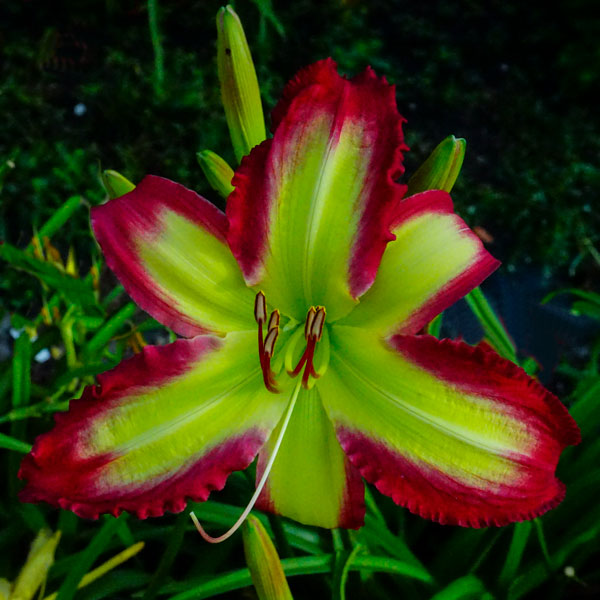 Heavenly Gardens