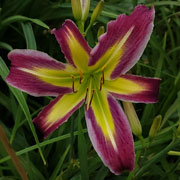 Come Look At Me Daylily