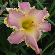 Cotton Candy Dragon Daylily