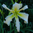 Heavenly Dancing Angels Daylily