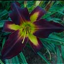 Darkness Approaches Daylily