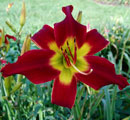 Discover Heavenly Gardens Daylily