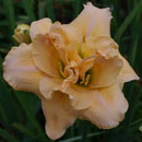 Double Angels Daylily