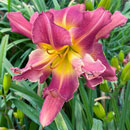 Double Tentacles of Wonder Daylily