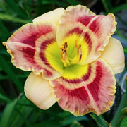 Dream of Me Daylily