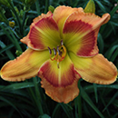 Get'R Done Daylily 