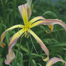 Giant Teratorn Daylily