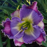 Heavenly Bluebirds Daylily