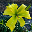 Heavenly Green Canary Daylily