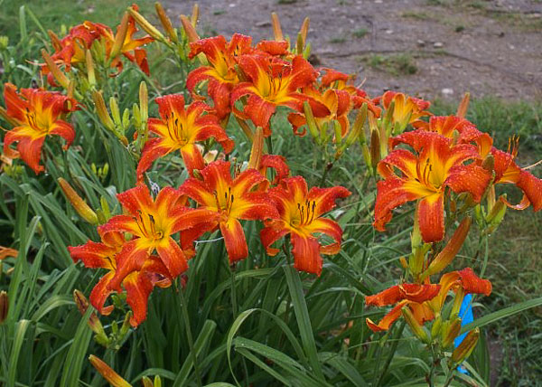 Heavenly Gardens