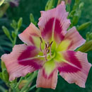 Heavenly Pink Angel Daylily