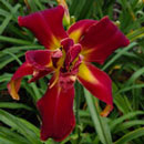 Heavenly Red  Rooster Daylily