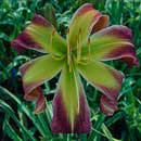 Heavenly Twisted Daylily