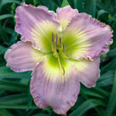 Lavender Fusion Daylily