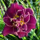 Marie's Butterfly Heart Daylily