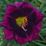  Midnight Mischief Daylily