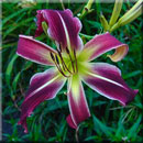 Morphin Time Daylily