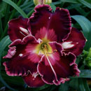 Nuclear Explosion Daylily