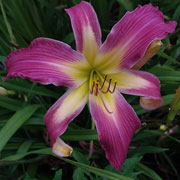 Heavenly Pink Dragons Daylily