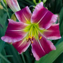 Pink Spoonbill Daylily