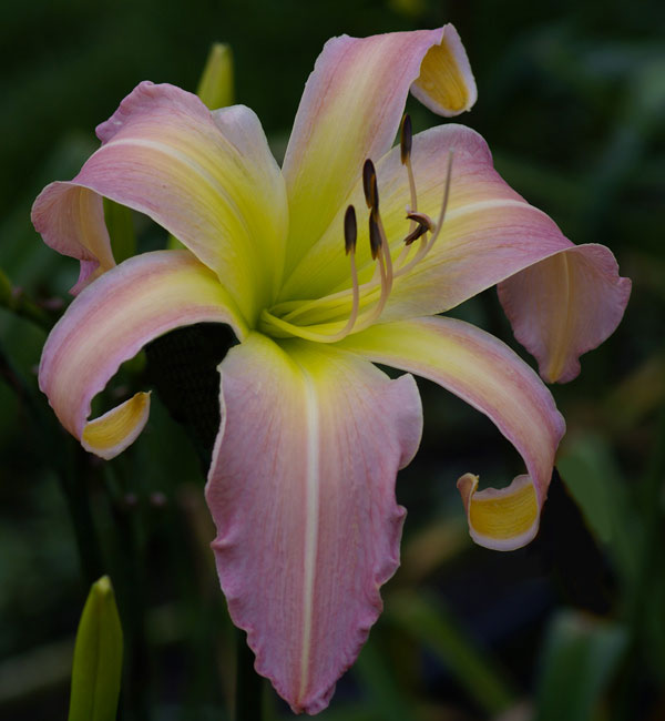 Porkey pig blue christmass