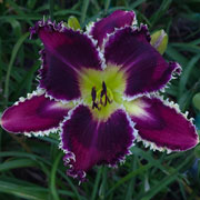Ragnarok Daylily