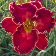 Red Showstopper Daylily