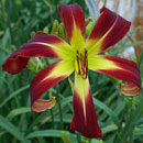 Red Viper Daylily