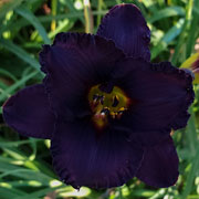 Spacecoast Ace in the Hole Daylily