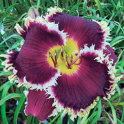 Spacecoast Ragged Tooth Daylily