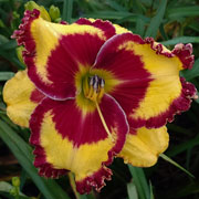 Spacecoast Take the Red Eye Daylily