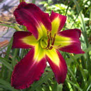 Scarlet Heart Daylily
