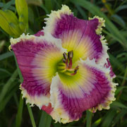 Shards of Lightning Daylily