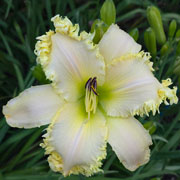  Sharptooth Daylily