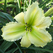 She Hulk Daylily