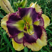 Spacecoast Big Country Dreams Daylily
