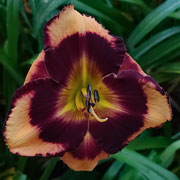 Spacecoast Bold Conflict Daylily