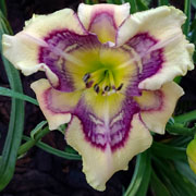 Spacecoast Fact or Fiction Daylily