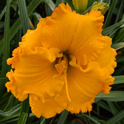 Spacecoast Gold Doubloon Daylily