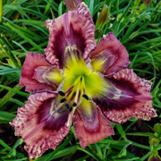 Spacecoast Got Freckles Daylily
