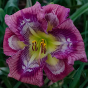 Spacecoast Inner Tremors Daylily